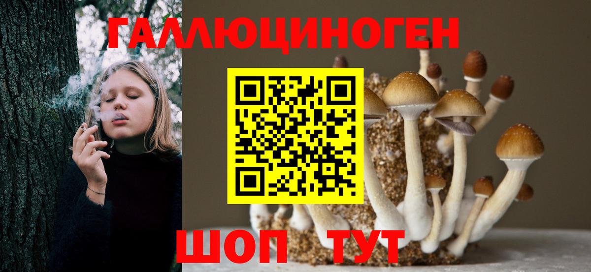 Галлюциногенные грибы Psilocybe Славянск-на-Кубани